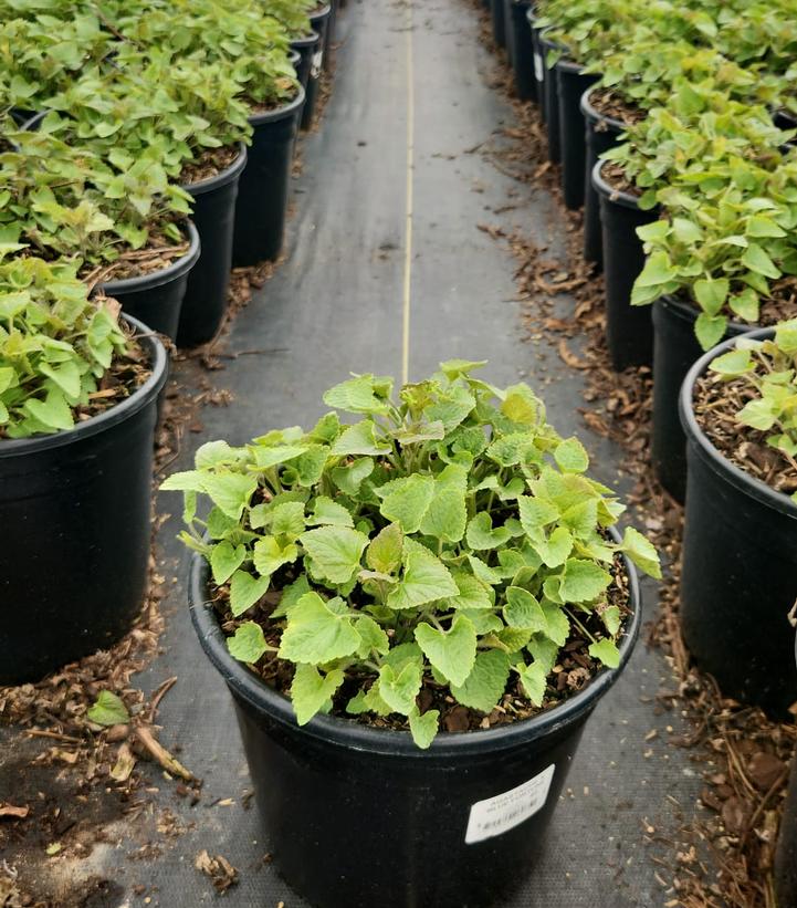 Agastache x 'Blue Fortune'