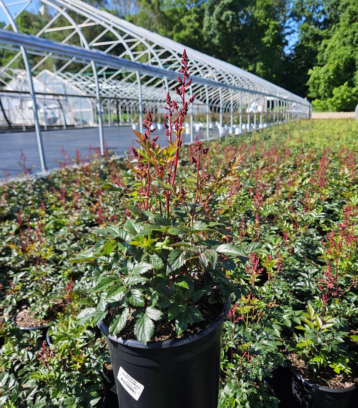 Astilbe japonica 'Montgomery'