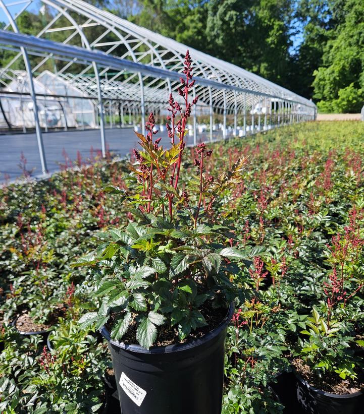 Astilbe Montgomery