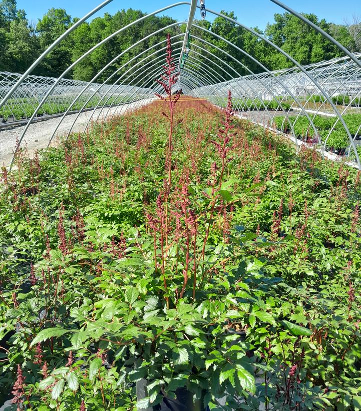 Astilbe arendsii Fanal