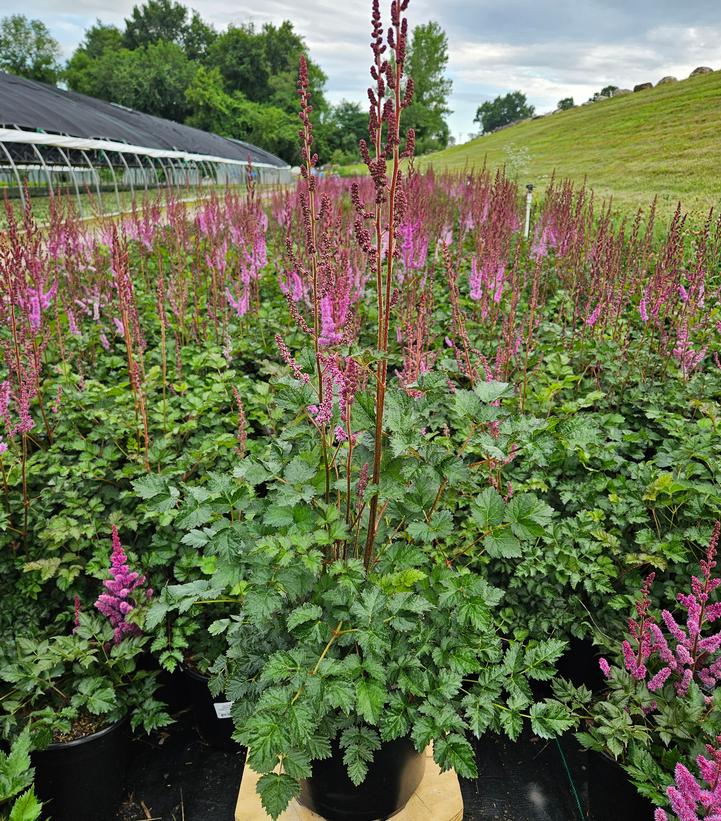 Astilbe chinensis 'Purple Candles'
