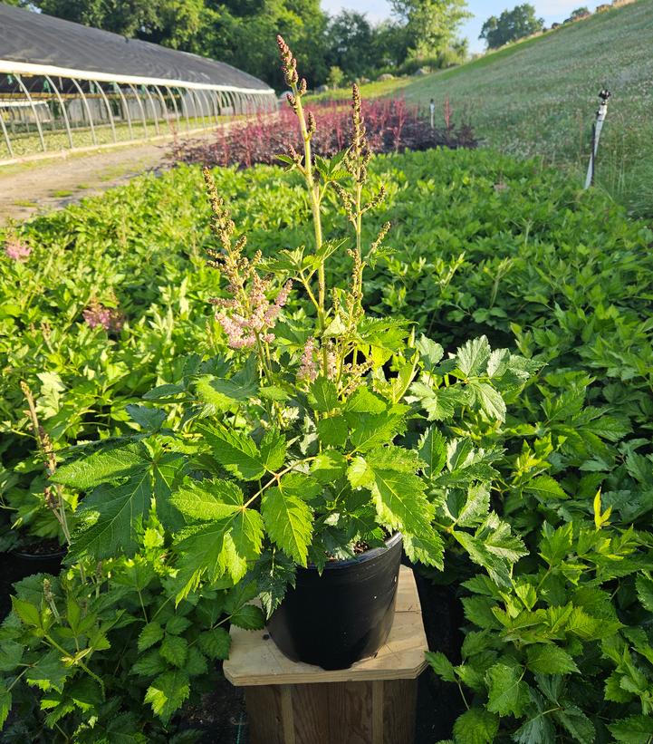 Astilbe chinensis 'Vision in Pink'