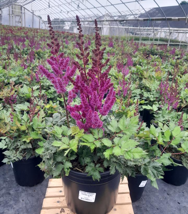 Astilbe chinensis 'Vision in Red'