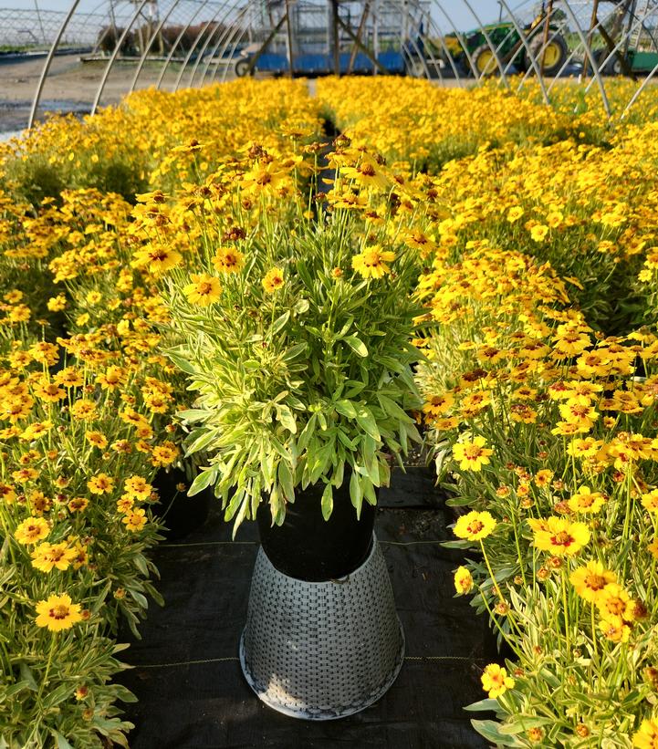 Coreopsis Tequila Sunrise