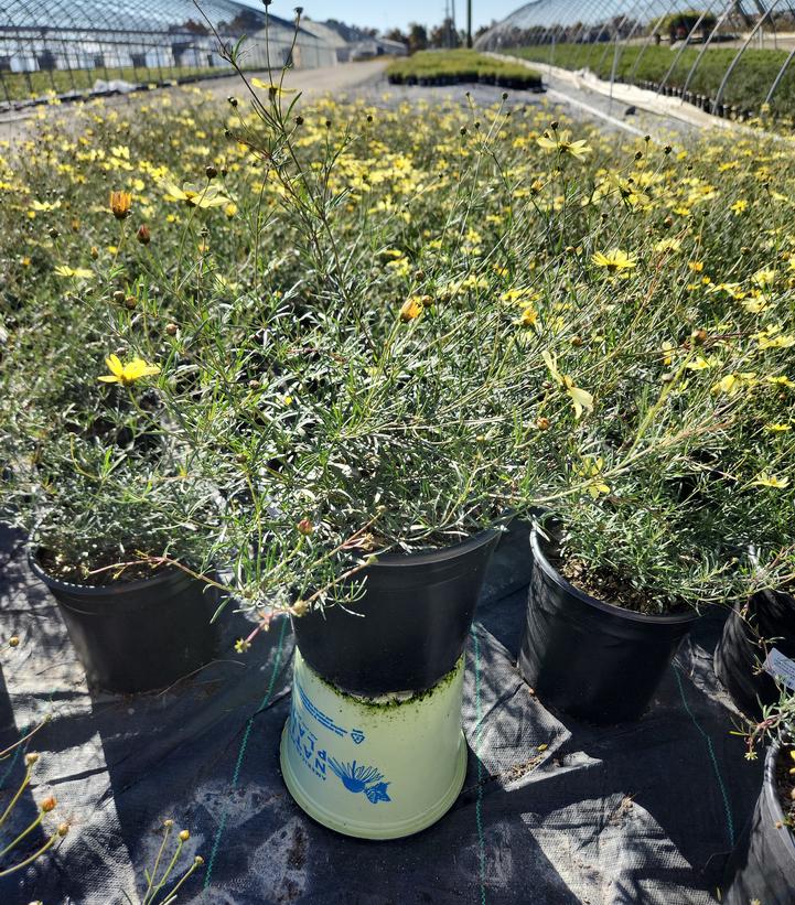 Coreopsis verticillata Moonbeam