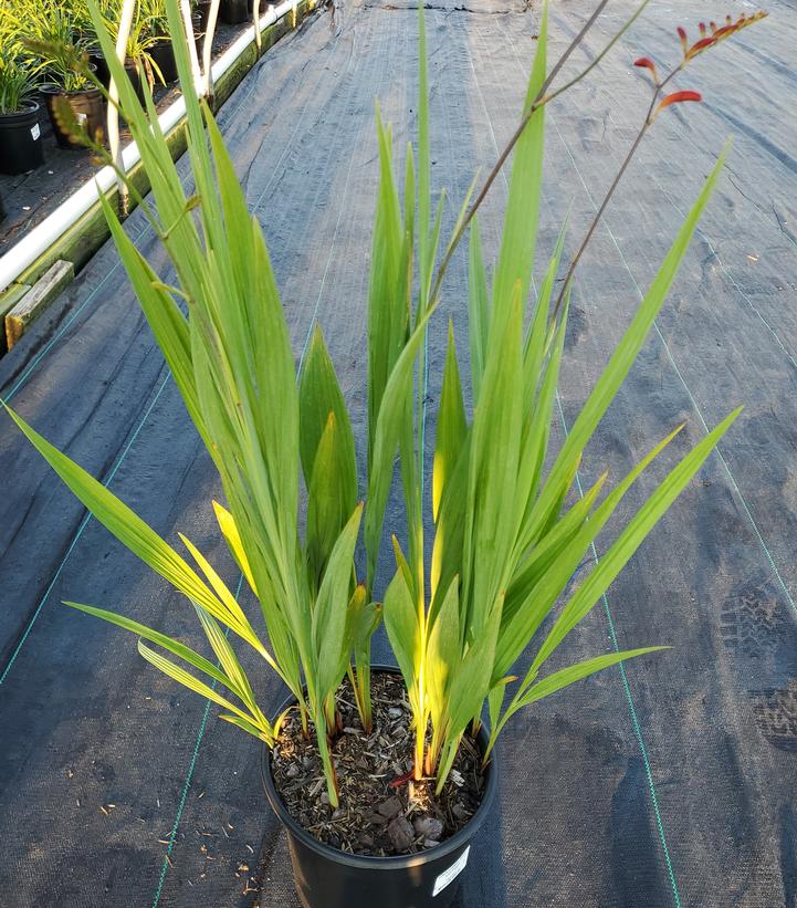 Crocosmia mas. Lucifer