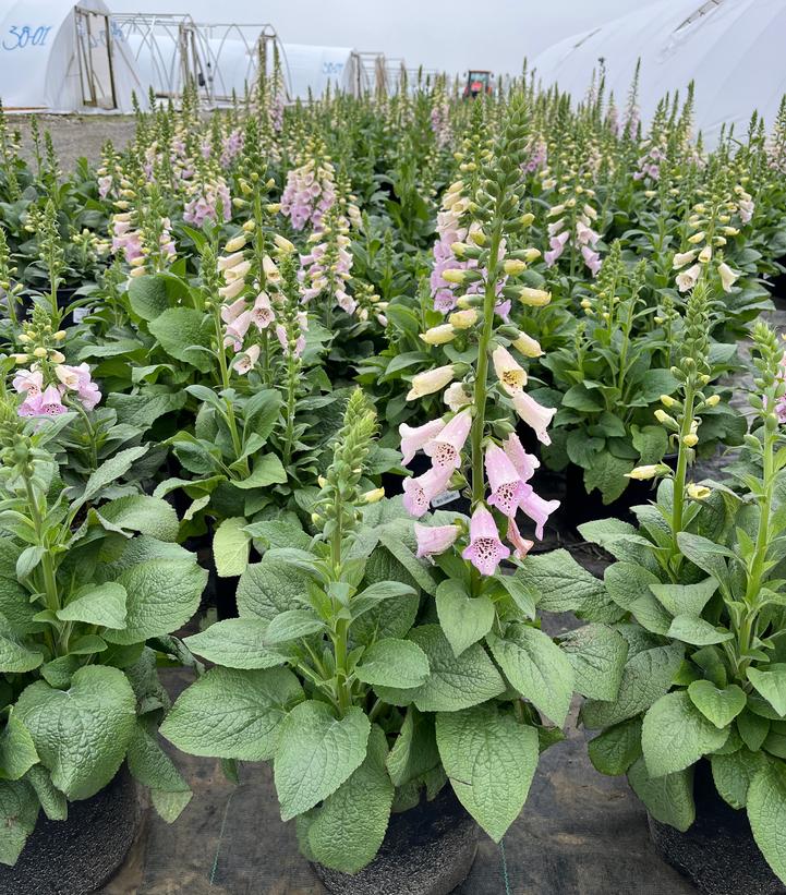 Digitalis purpurea 'Camelot Lavender'