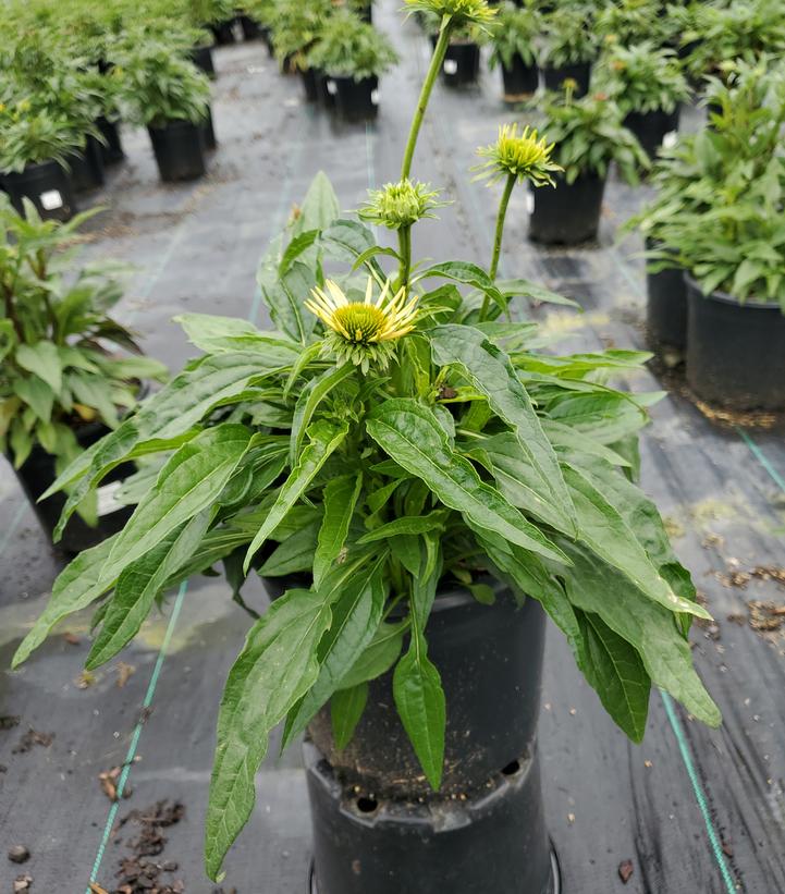 Echinacea x 'Cheyenne Spirit'