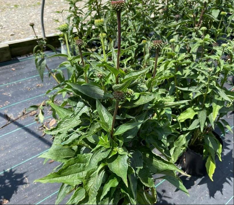 Echinacea purpurea 'Magnus'