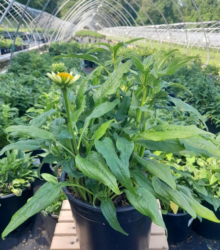 Echinacea purpurea Pow Wow® White