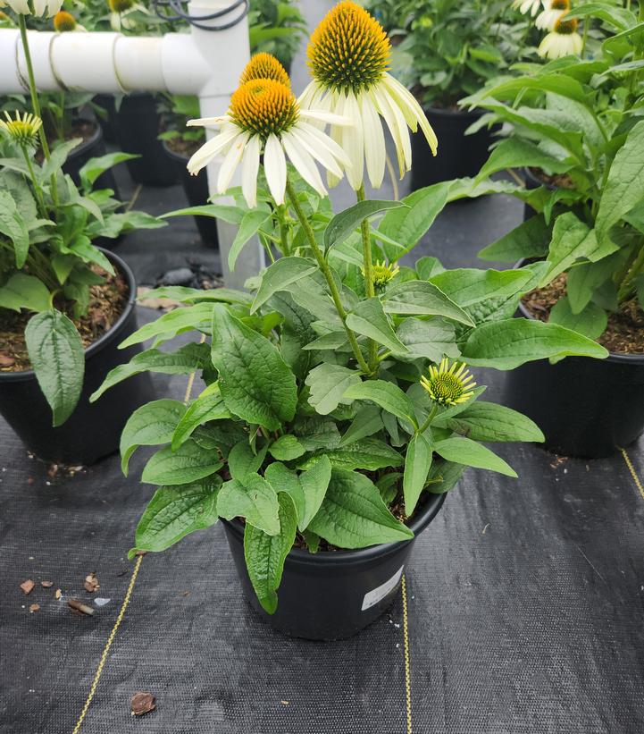 Echinacea purpurea 'White Swan'