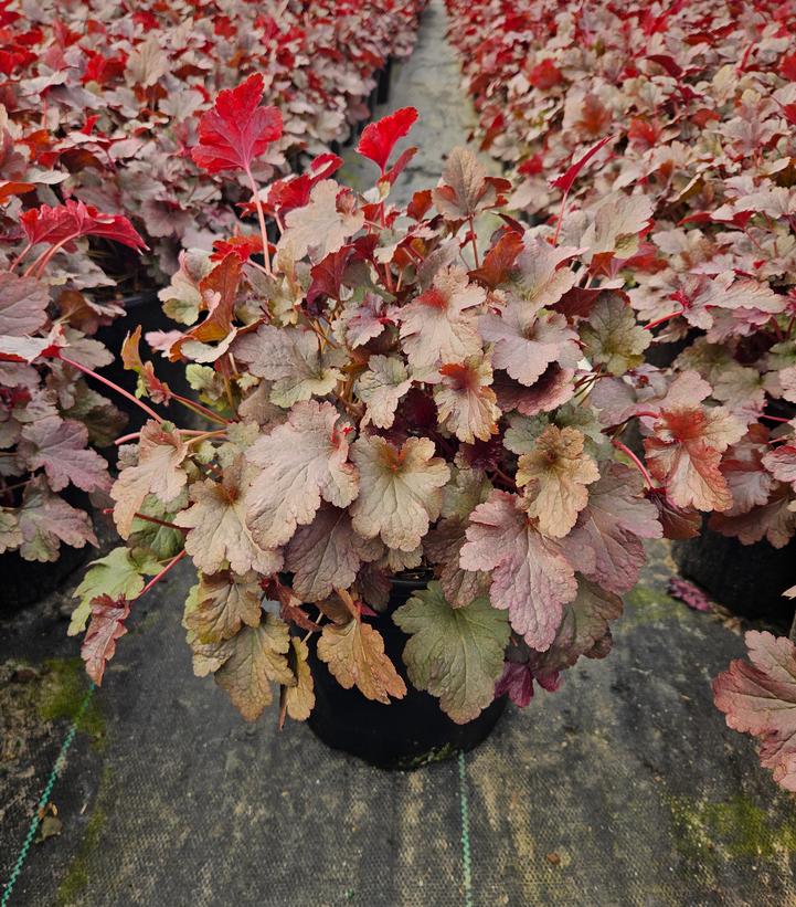 Heuchera 'Plum Pudding'