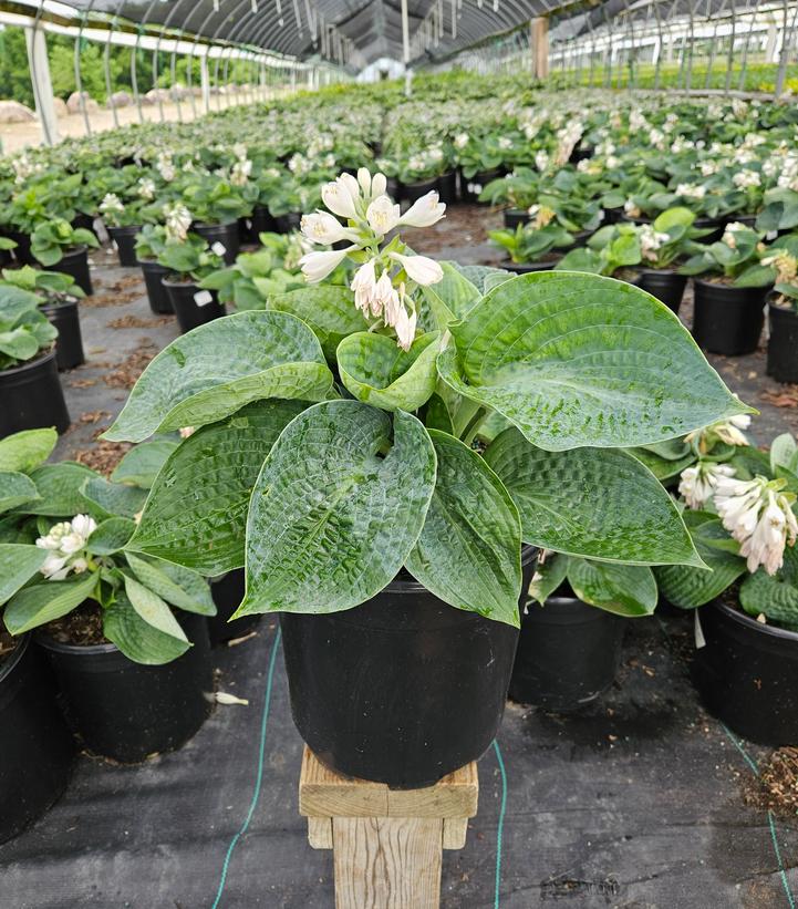 Hosta x 'Big Daddy'