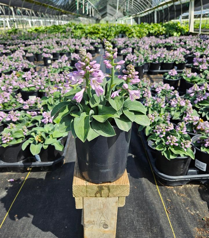 Hosta x 'Blue Mouse Ears'