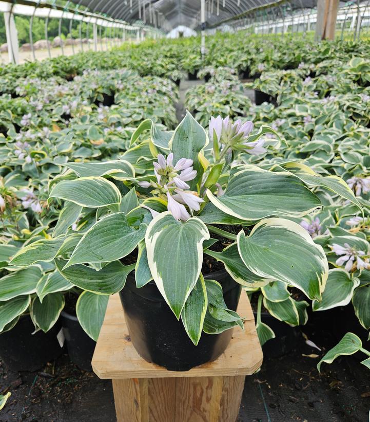 Hosta x 'First Frost'