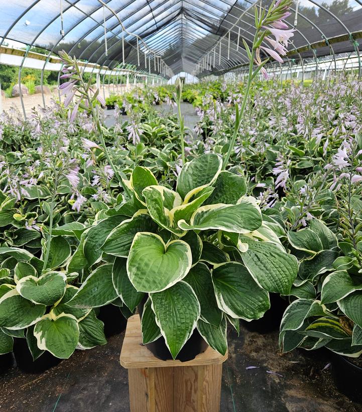 Hosta x 'Francee'