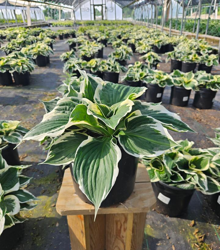 Hosta x 'Patriot'
