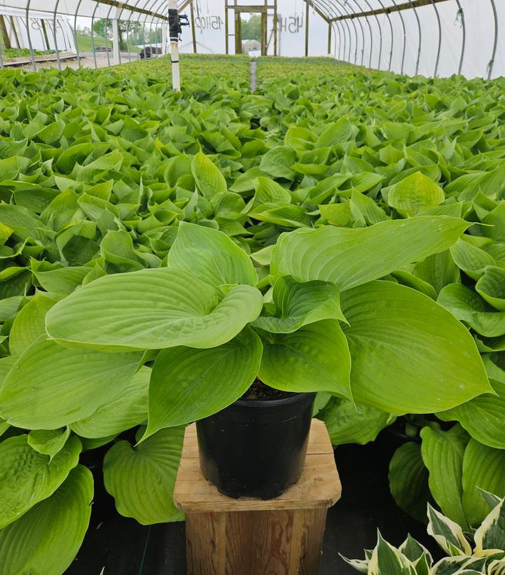 Hosta x 'Sum & Substance'