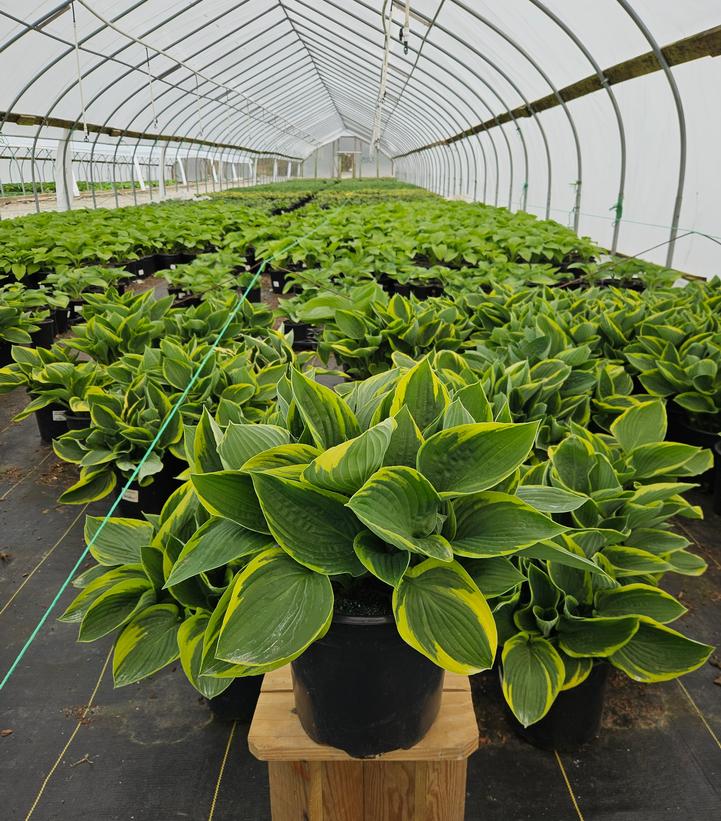 Hosta 'Fortunei Aureomarginata'