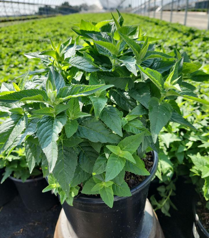 Monarda Sugar Buzz™ Bubblegum Blast