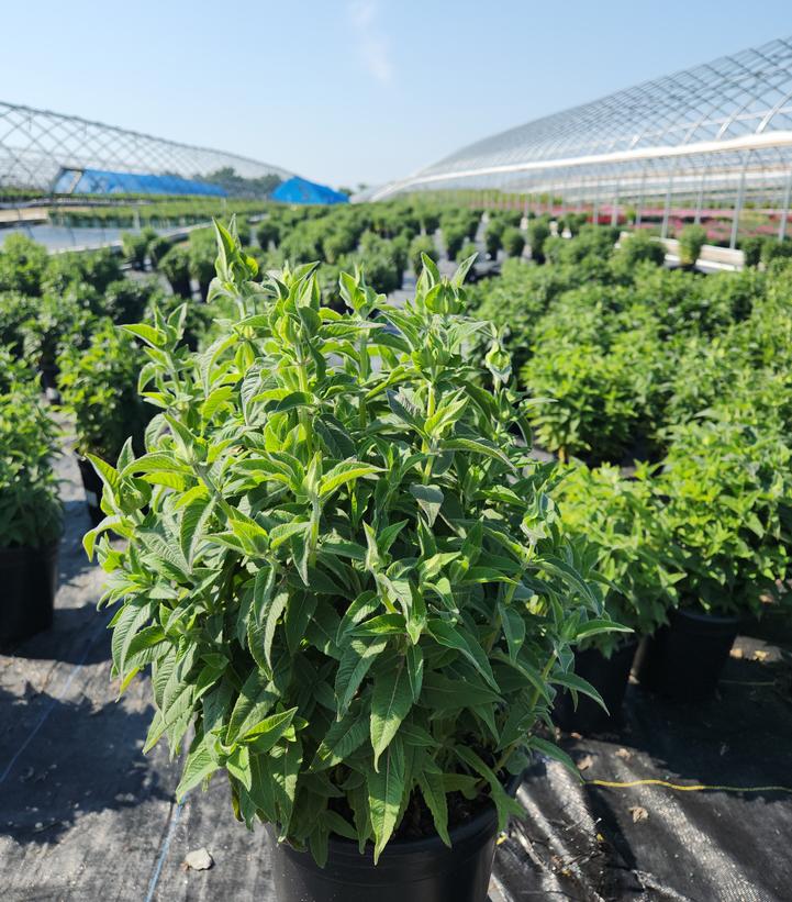 Monarda Sugar Buzz™ Cherry Pops