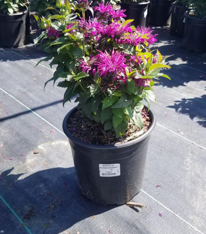Monarda Sugar Buzz™ Rockin' Raspberry
