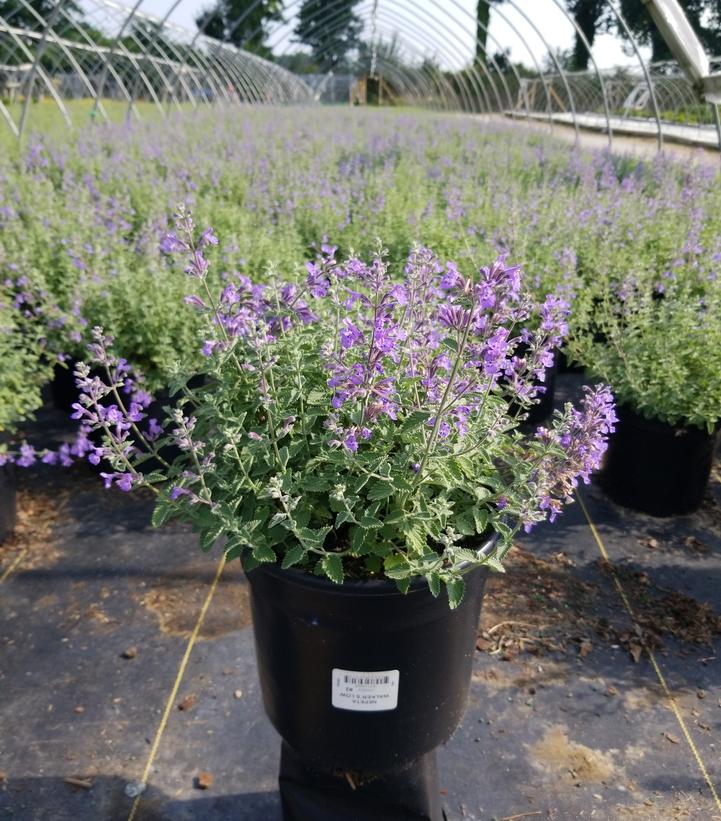 Nepeta racemosa 'Walkers Low'