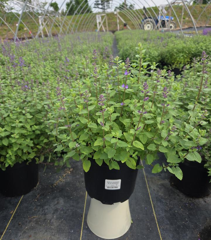 Nepeta mussini 'Blue Wonder'