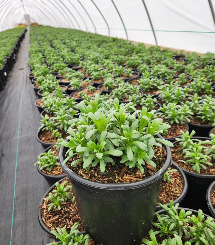Nipponanthemum nipponicum 
