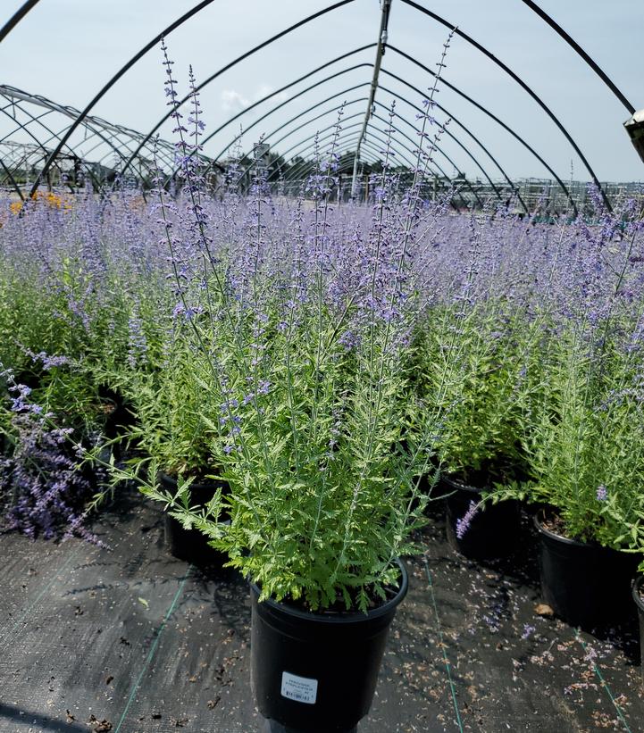 Perovskia atriplicifolia 