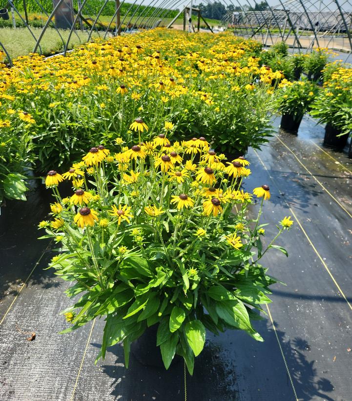 Rudbeckia fulgida 'Viettes Little Suzy'
