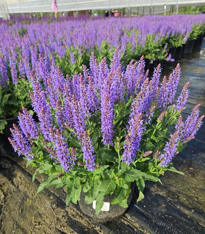 Salvia x sylvestris 'Blue Hill'