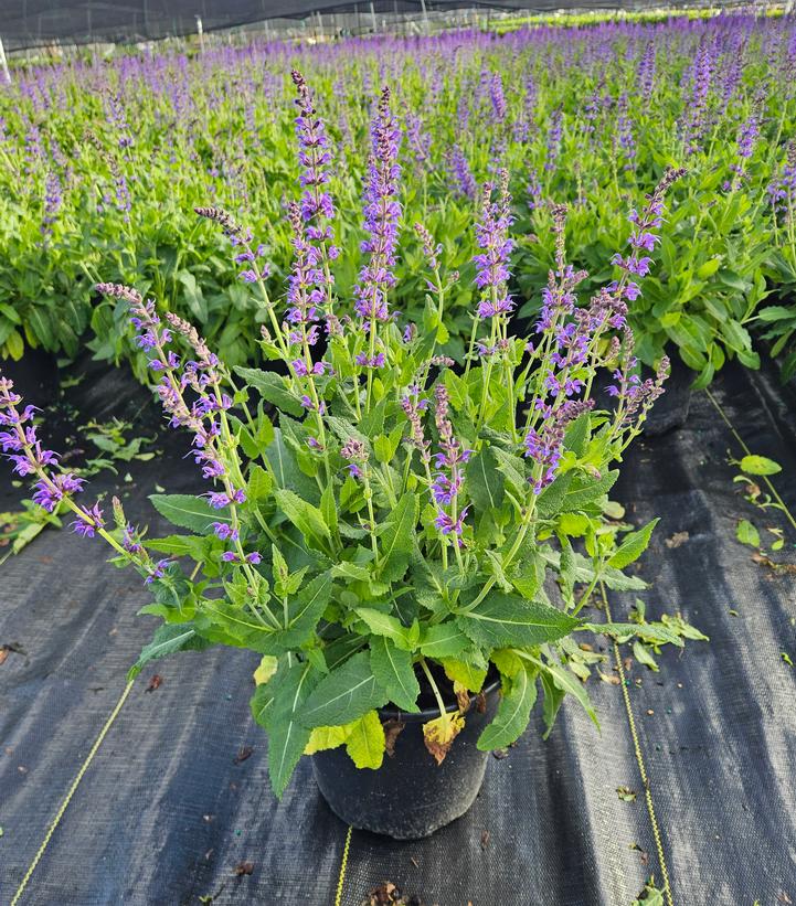 Salvia nemorosa 'May Night'