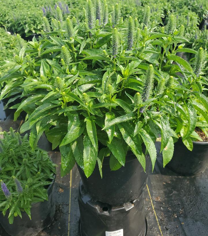 Veronica spicata 'Royal Candles'