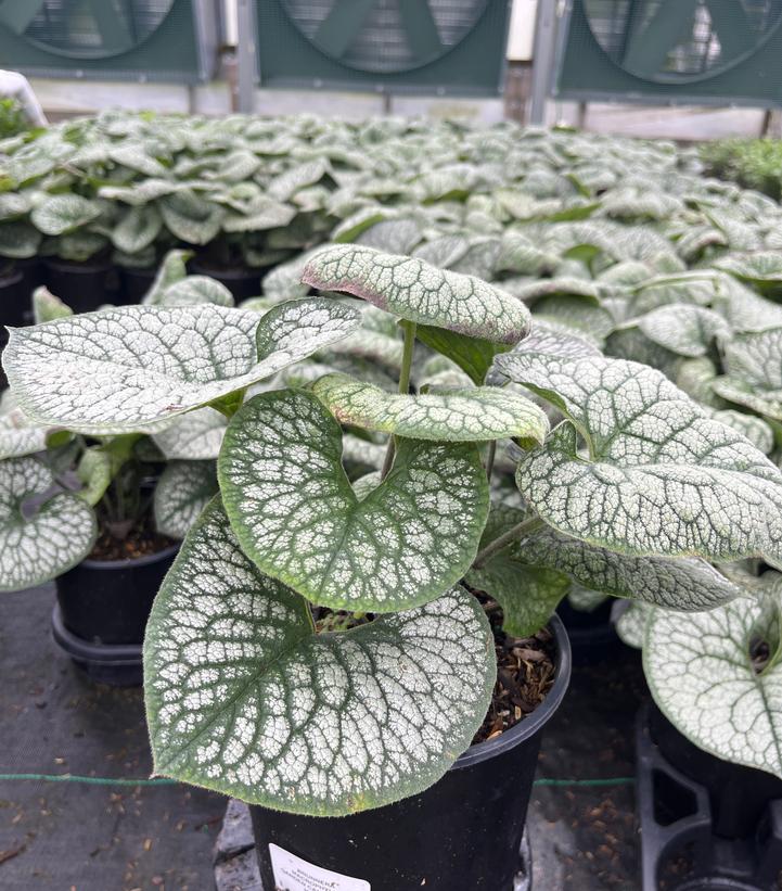 Brunnera Sea Heart