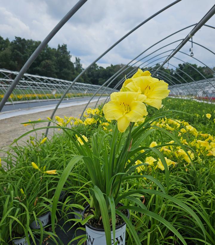 Hemerocallis Rainbow Rhythm® Rainbow Rhythm® Going Bananas