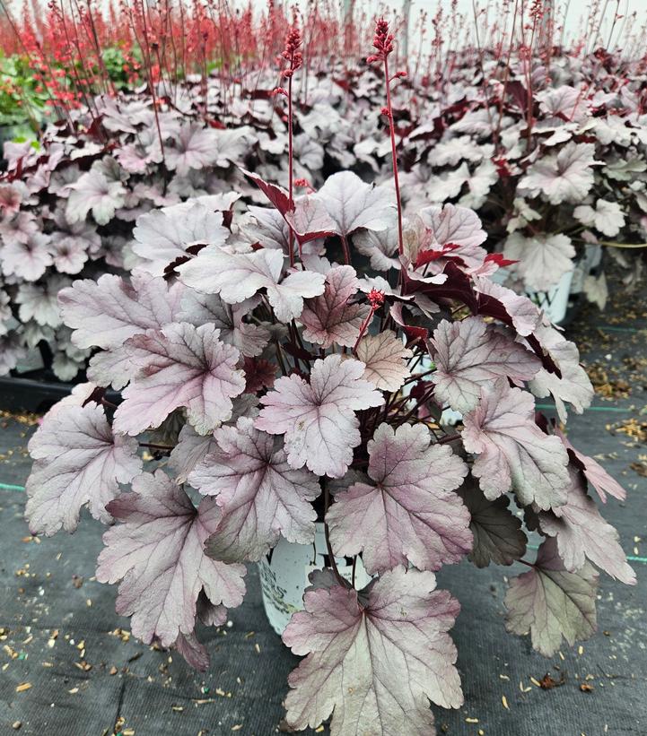 Heuchera hybrid Dolce® Dolce® Silver Gumdrop