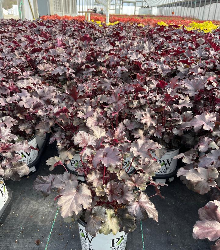 Heuchera hybrid Primo® Black Pearl