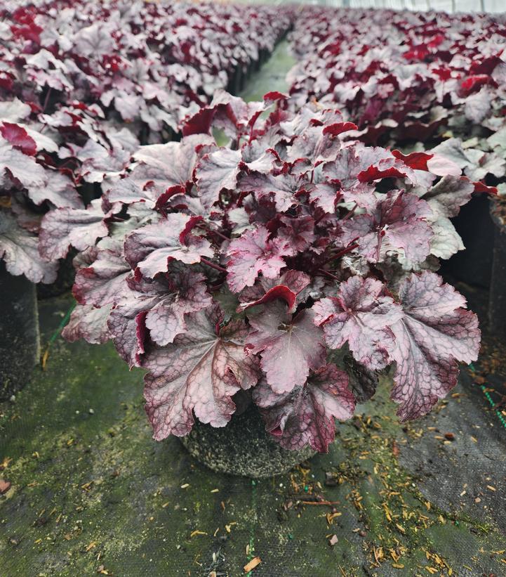 Heuchera Primo™ 'Wild Rose'
