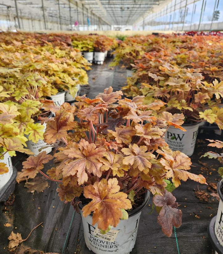 Heucherella hybrid Fun and Games® Fun and Games® Hopscotch