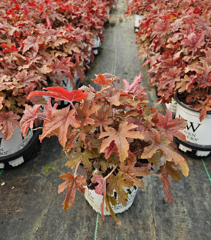 Heucherella hybrid Fun and Games® Fun and Games® Red Rover