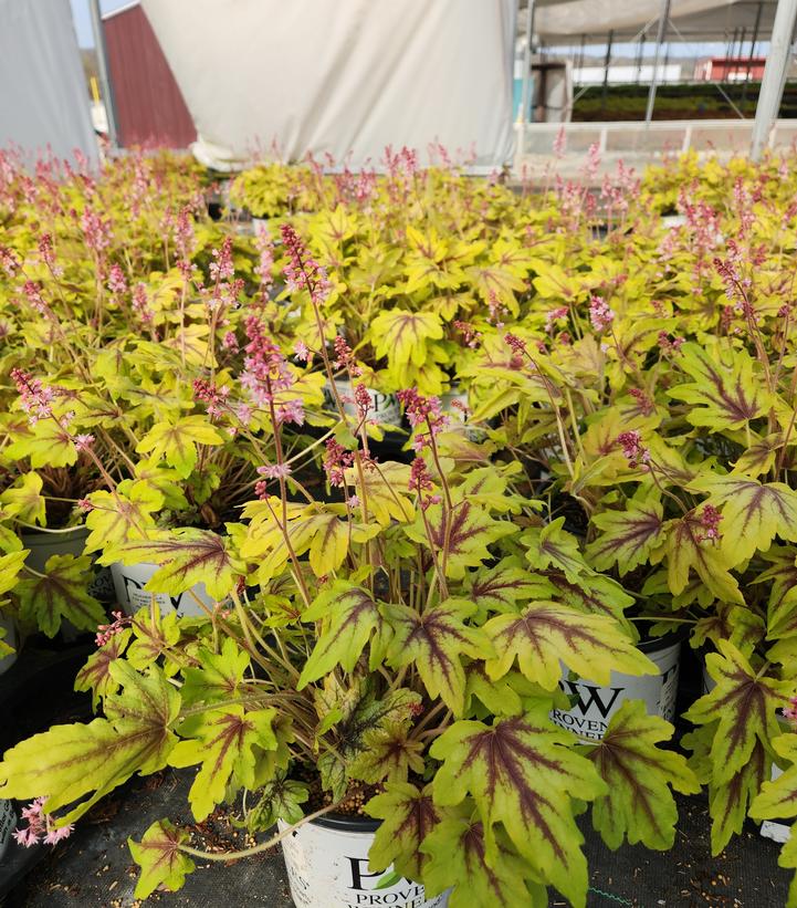 Heucherella hybrid Fun and Games® Fun and Games® 'Eye Spy'