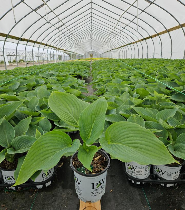 Hosta hybrid Shadowland® Shadowland® Empress Wu