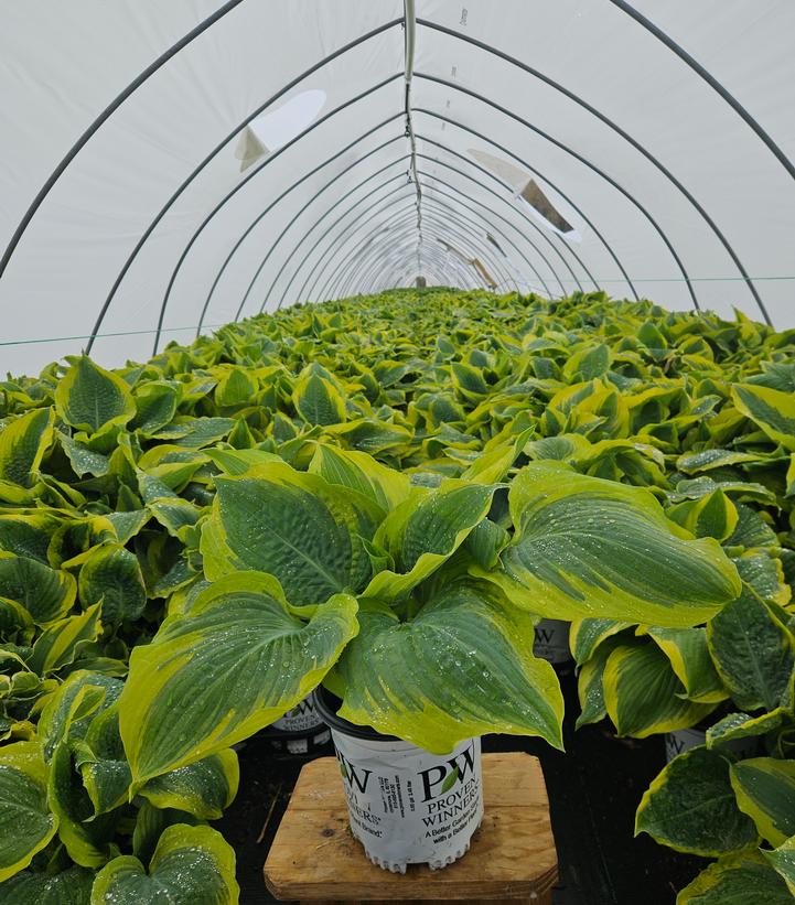 Hosta hybrid Shadowland® Shadowland® Seducer