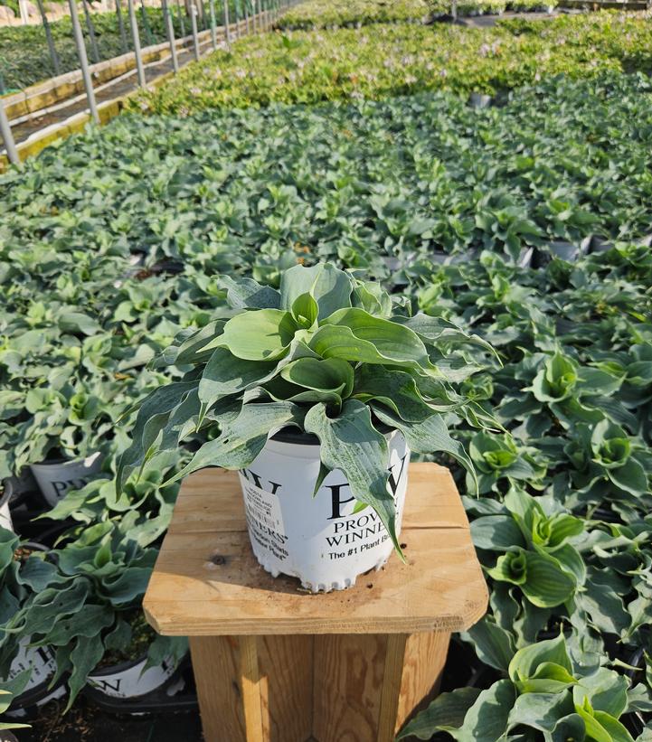Hosta x Shadowland® Shadowland® 'Waterslide'