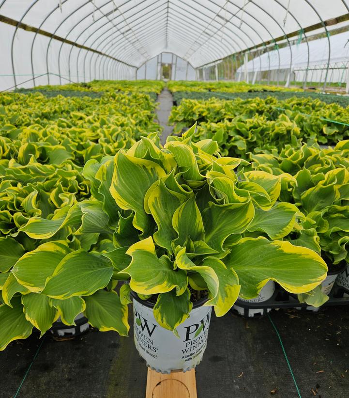 Hosta hybrid Shadowland® Shadowland® Wheee!