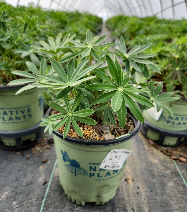 Lupinus perennis 