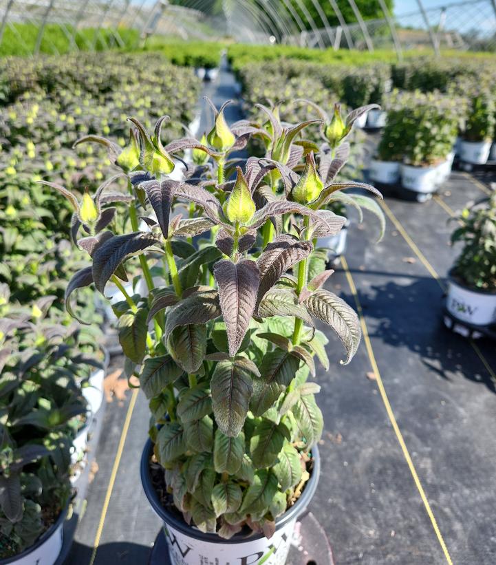 Monarda hybrid Leading Lady Plum