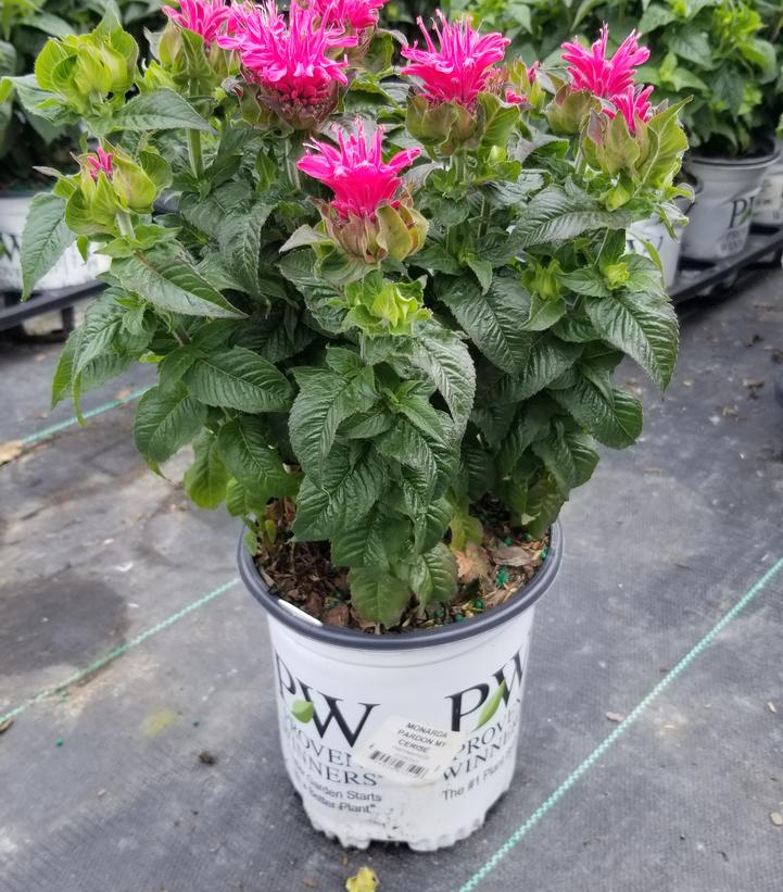 Monarda didyma Pardon My Cerise