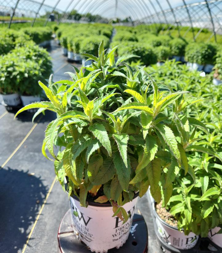 Monarda didyma Pardon My Lavender
